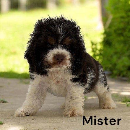 puppy, for, sale, Cocker Spaniel, Joe & Cherri  Overlease, dog, breeder, Miller, MO, dog-breeder, puppy-for-sale, forsale, nearby, find, puppyfind, locator, puppylocator, aca